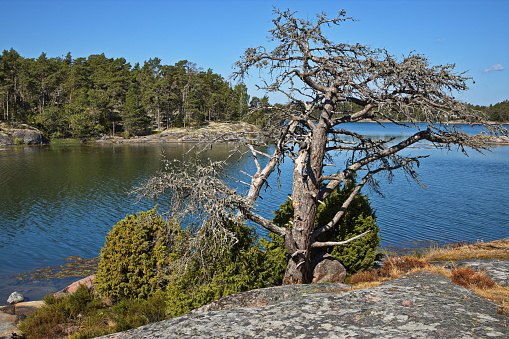 Dead tree on Stora Krokholmen in Stendörrens Naturreservat in Sweden, Europe