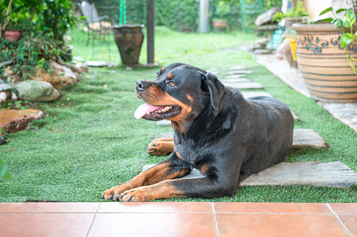 Pet dog Rottweiler sitting down happily in house garden.