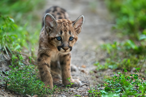 Portrait baby cougar, mountain lion or puma in nature. Animal in natural habitat. Wildlife scene