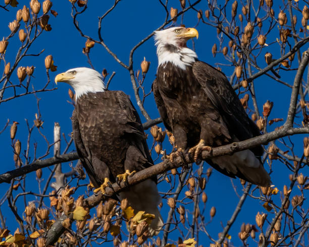 istock Twin bald eagles on a perch on the Potomac River 1805728992