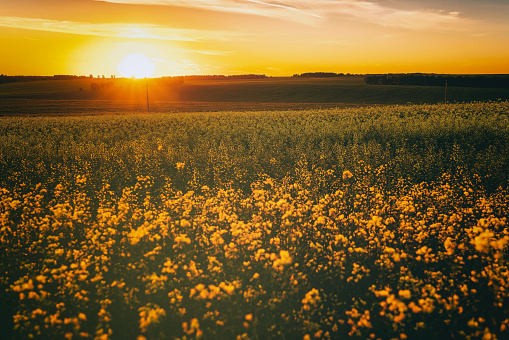 Great Plains Prairie at Sunrise