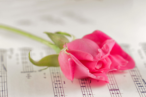 Pink rose on the music sheets.