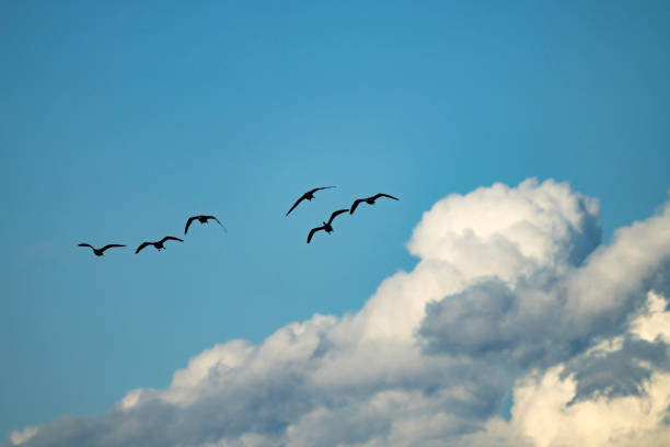 istock Geese flying in a flock in the sky 1805742687