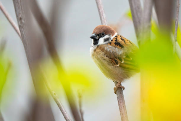 istock A cute sparrow that lives in the park 1805743138
