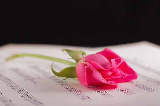 Pink rose on the music sheets.