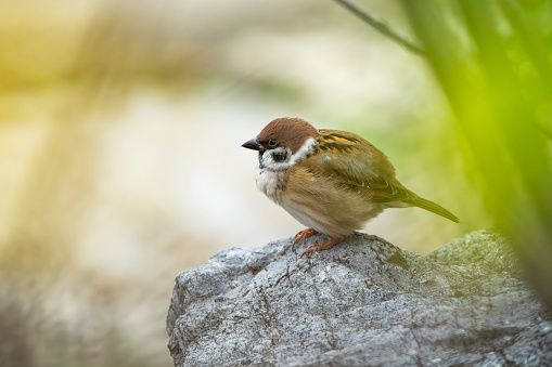 Wild birds that live in Japan