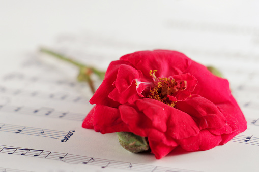 Red rose on the music sheets.