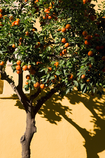 Orange tree (Citrus × aurantium) in fruit, against a yellow wall