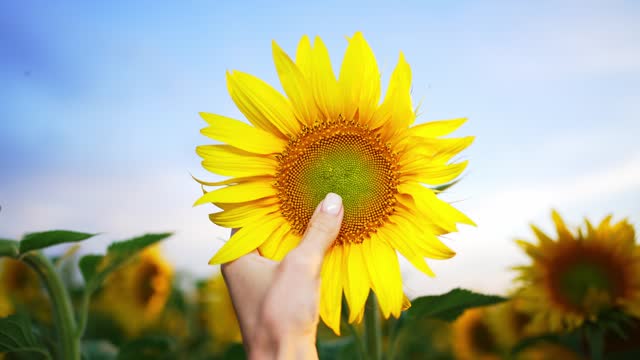Female farmer hand touches blooming yellow sunflower in field on back blue sky. Agricultural farm for growing flowers. Agribusiness. Nature landscape. Harvesting on sunny day. Organic gardening care.