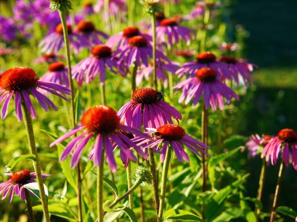 istock Bee collecting nectar on a beautiful flower 1805747563