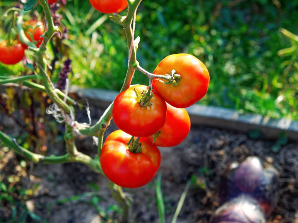 istock Tomatoes in a garden in the village 1805749801