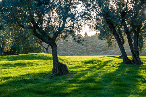 A golf green at sunset with flag. No people and copy space. Red flag visible between olive trees.