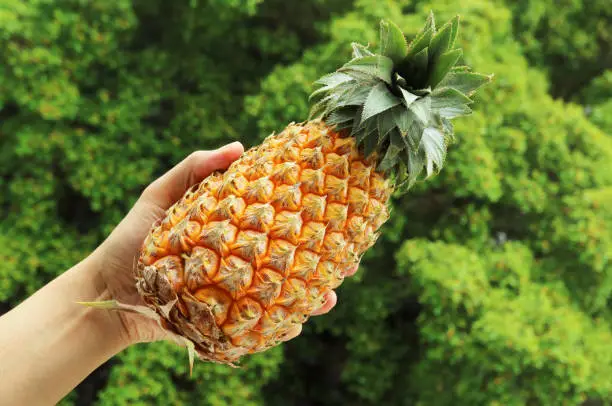 Photo of Fresh Ripe Pineapple in Hand with Blurry Green Foliage in the Backdrop