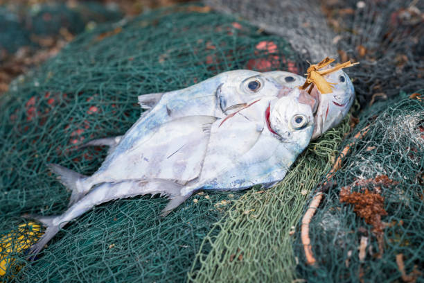 pesci tropicali che riposano sulle reti da pesca - africa agriculture zanzibar industry foto e immagini stock