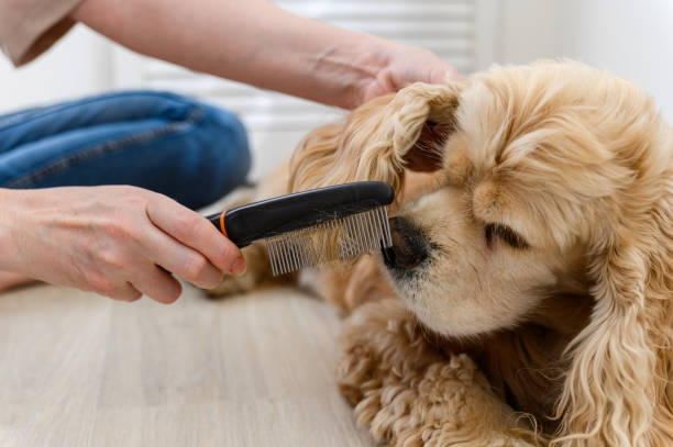 istock A young woman combs her dog. 1805761541