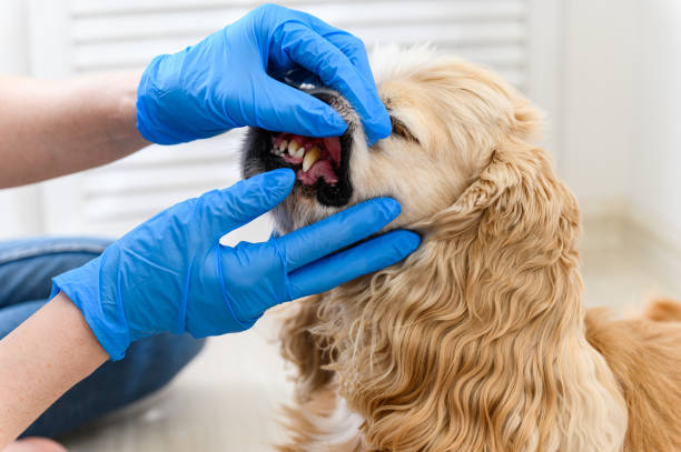 istock Vet examines a dog's teeth at clinic 1805761543