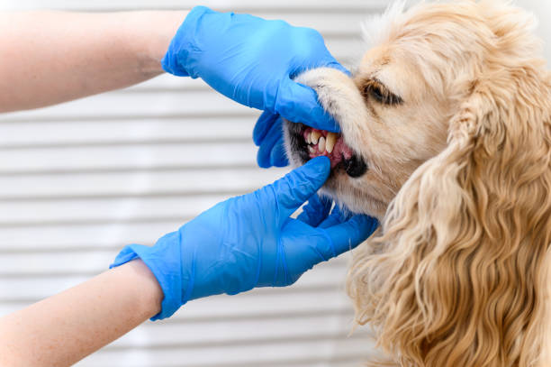 istock Vet examines a dog's teeth at clinic 1805762077