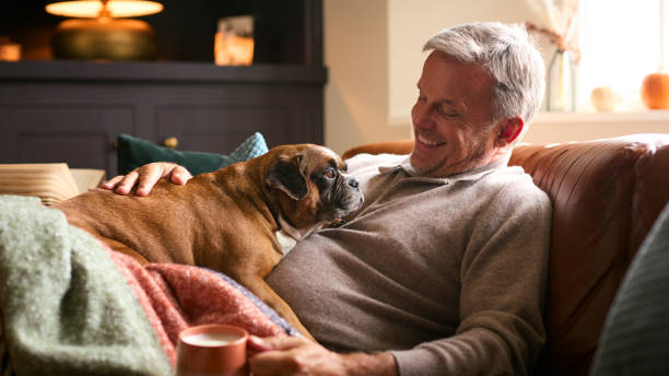 Uomo maturo a casa in maglione con bevanda calda di tè o caffè in tazza accarezzando Pet Bulldog francese - foto stock