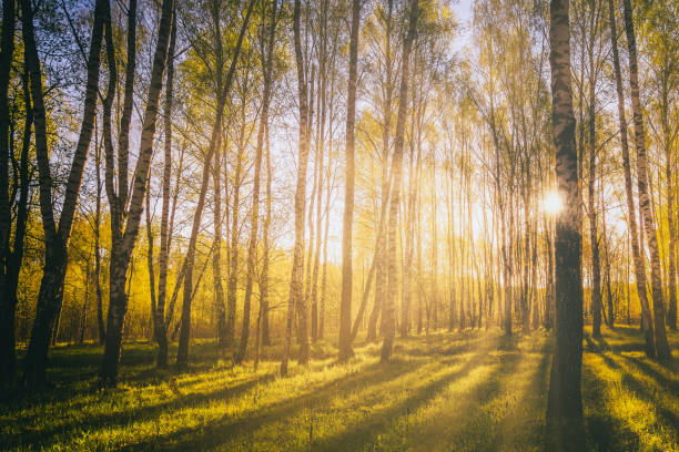 istock Sunset or sunrise in a spring birch forest with bright young foliage glowing in the rays of the sun. Vintage film aesthetic. 1805771920