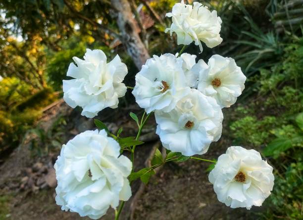 istock Iceberg white climbing rose plant 1805771941