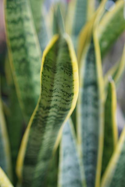 istock close up of a leaf. 1805773052