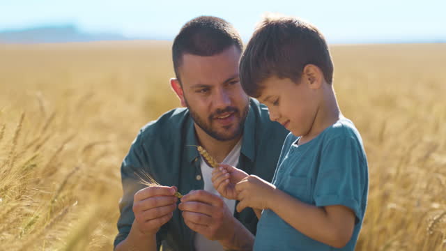 Father, child and wheat grain at field, smile and harvest plant for freedom, agriculture or learning together outdoor. Dad, kid and boy with family at farm, conversation and summer in the countryside