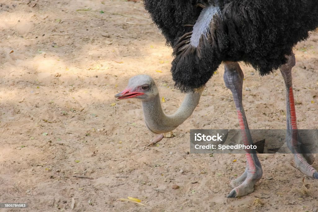 an ostrich with its head in the dirt. Animal Body Part Stock Photo