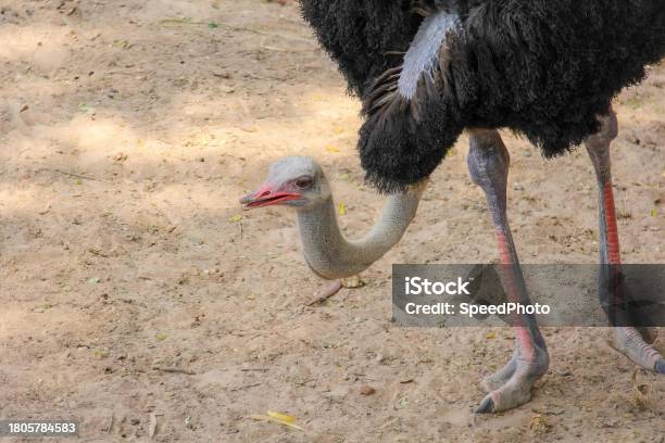 An Ostrich With Its Head In The Dirt Stock Photo - Download Image Now - Animal Body Part, Animal Head, Antique