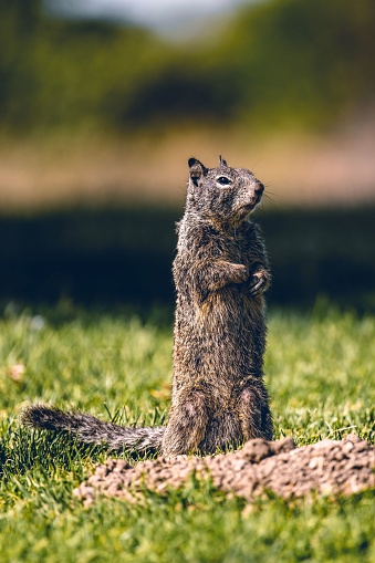An adorable ground squirrel stands upright on its hind legs against a lush backdrop of green grass