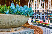 Blue succulent plant with colorful tulips in background path and tourist crowd San Francisco, CA