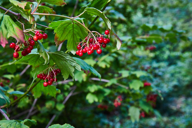 Bundle of tiny red poison berries on tree branch with leaves, toxic plant background asset festive