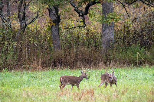 Autumn rutting season. Two wildlife deer with antlers in the wild
