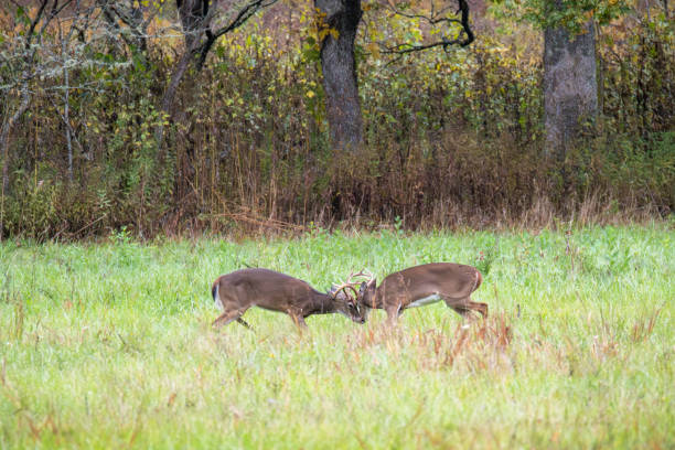 istock Fighting bull deer fighting during rutting season 1805799536