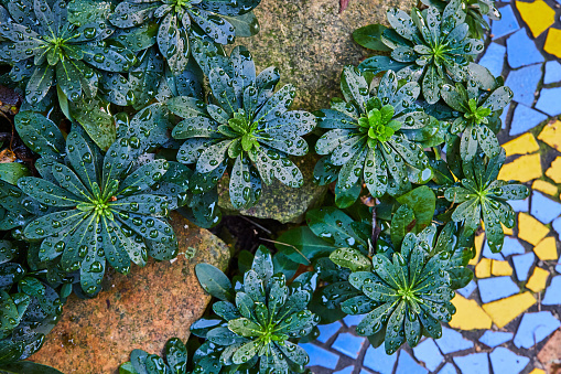 Image of Green leaves of round plants with dew drops above rocks and abstract blue and yellow tiles of mosaic
