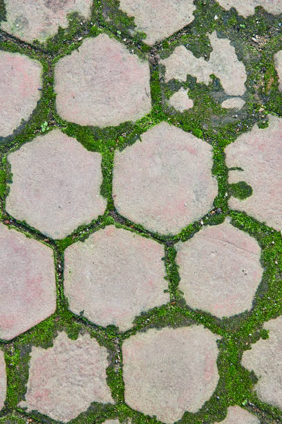 Green moss, lichen growing around hexagon bricks, in geometric pattern on ground background asset