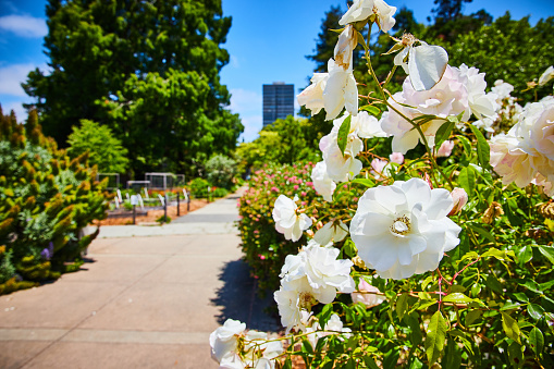 Image of Innocent white flower of beauty in rose bush on sidewalk path through park leading to city
