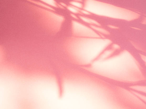 istock Pink Shadow Background Overlay Leaf Abstract Template Product Light Spring Summer Wall Floor Mockup Cosmetic Beauty 3d blur Flower Beige Cream Peach Color Backdrop Premium Luxury Frame Pattern Pastel. 1805806852
