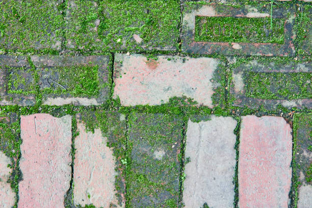 Moss covered bricks on ground, close up, dirty and clean patches, background asset, nature