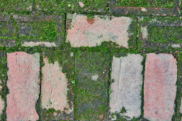 istock Nature covering covered bricks on ground with moss, lichen, background asset of wall 1805810319