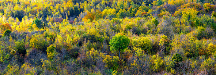 Autumn mountain panorama. Mountain forest in autumn. Autumn forest background