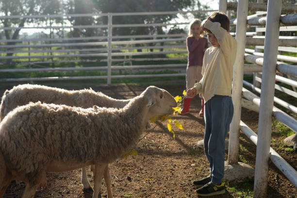 istock Two children on a farm with some sheep 1805821616