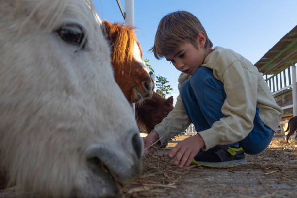 istock Boy giving hay to some ponies 1805821704