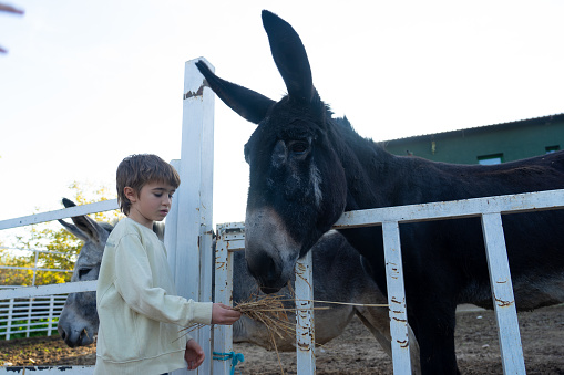 Couple of cute Catalan donkeys on the farm