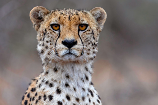Beautiful male Cheetah looking out for prey in the distance