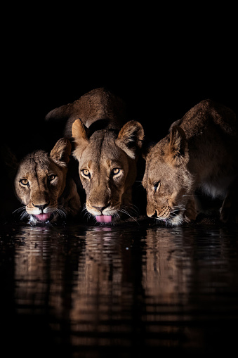 3 Lions having a drink at a small waterhole under the cover of darkness.