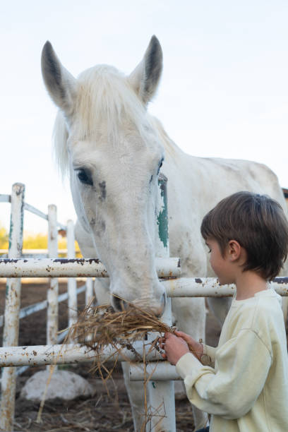 istock Boy feeding hay to a horse 1805823445