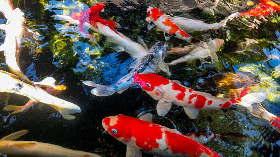 Koi fish have symbolic meanings for many cultures, such as good luck, prosperity, loyalty, and strength