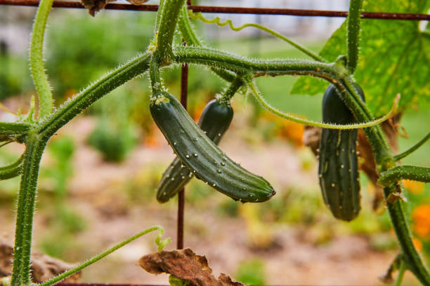 istock Tiny, fresh ingredient cucumber or zucchini on vine through garden fence 1805824064