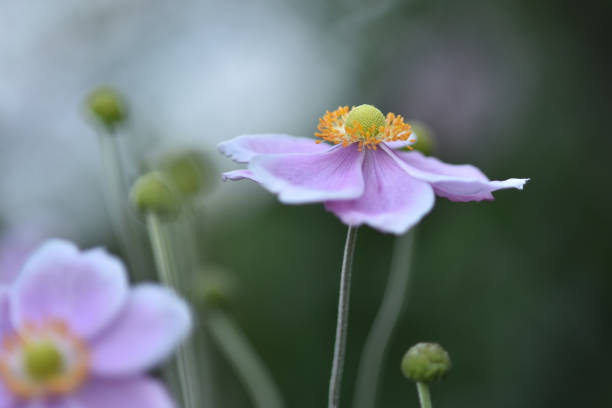 Petals and stamens of Japanese anemone flower Japanese thimble flower, or anemone, photographed close up with selective focus on petals and stamens and blurred background japanese anemone windflower flower anemone flower stock pictures, royalty-free photos & images