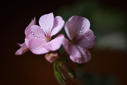 Water droplets on Geranium pink colour flower petals photographed close up